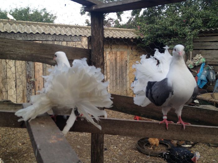 IMG_4737 - 26_VOLTATI CAPACITI PE ALBASTRU