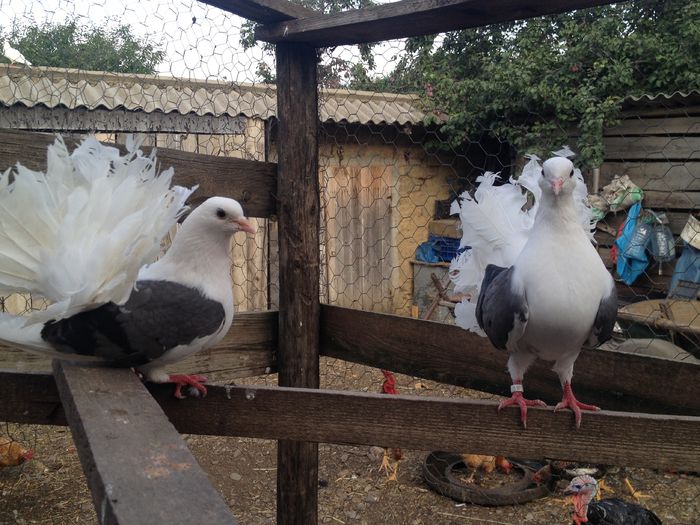 IMG_4738 - 26_VOLTATI CAPACITI PE ALBASTRU