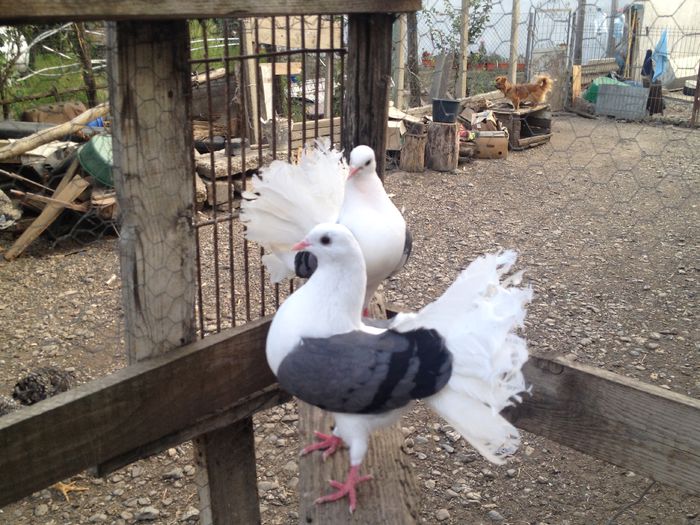 IMG_4743 - 26_VOLTATI CAPACITI PE ALBASTRU