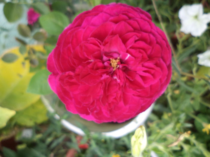 DSC04642 - august 2015