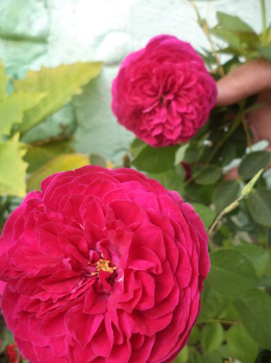DSC04644 - august 2015
