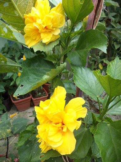 DSC04652 - august 2015