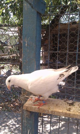 IMAG2674 - pui -2015