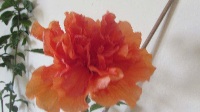 Hollys Pride- floarea în ziua a doua - Hibiscusi 2015 1