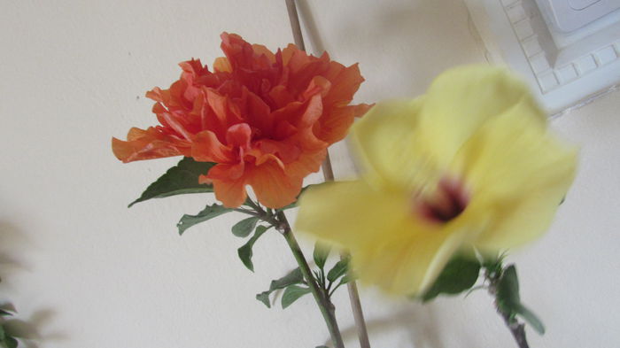 Holys Pride si Columbine - Hibiscusi 2015 1