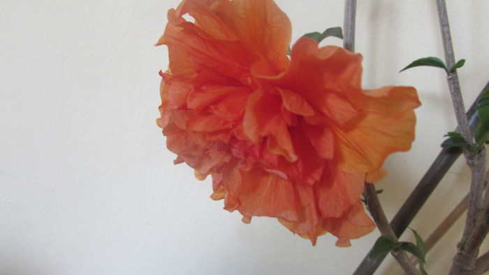 026 - Hibiscusi 2015 1