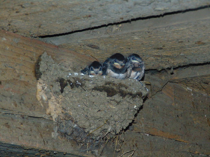 DSC08910 - Diverse animale si pasari