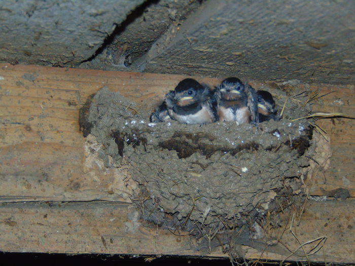 DSC08911 - Diverse animale si pasari