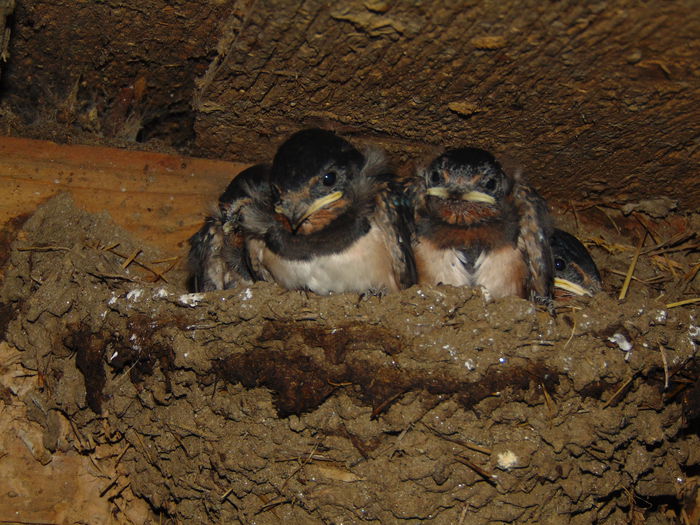 DSC08913 - Diverse animale si pasari