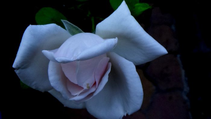 12 august - Florile secetei (3) - AZI IN GRADINA