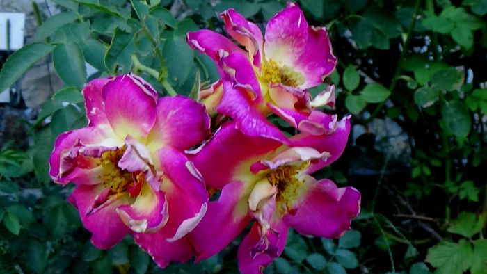 12 august - Florile secetei (4) - AZI IN GRADINA