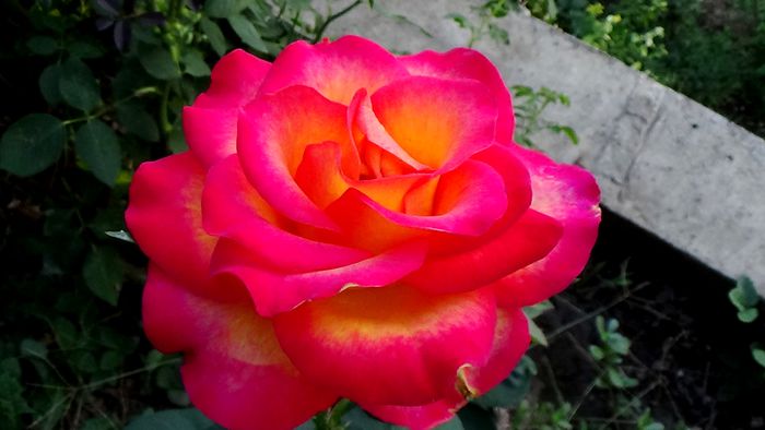 12 august - Florile secetei (7) - AZI IN GRADINA