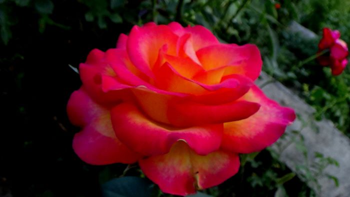 12 august - Florile secetei (9) - AZI IN GRADINA