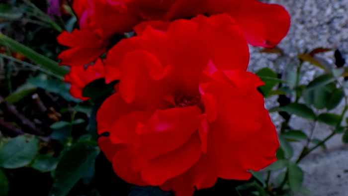 12 august - Florile secetei (16) - AZI IN GRADINA