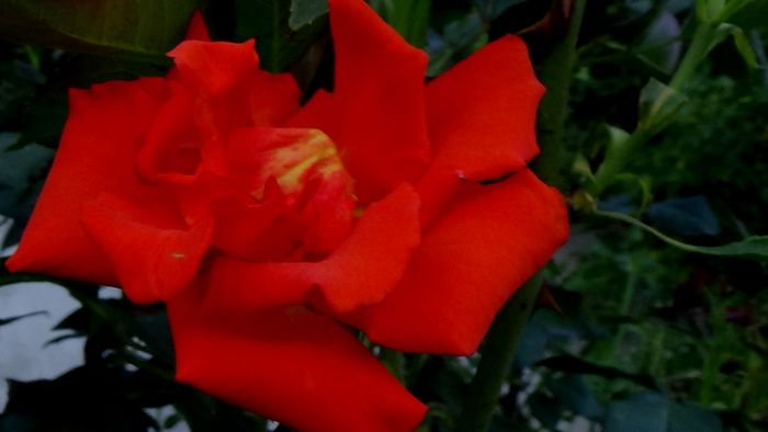 12 august - Florile secetei (20) - AZI IN GRADINA