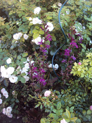 DSC03673