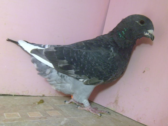 VINDUTA