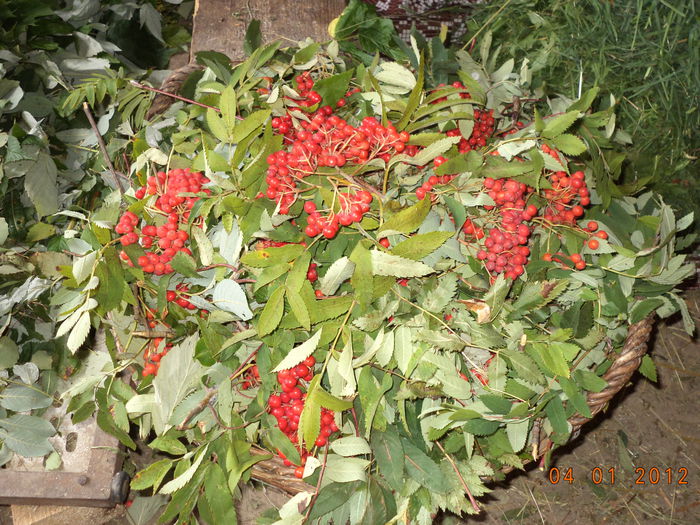 Scoruse pentru capre-1