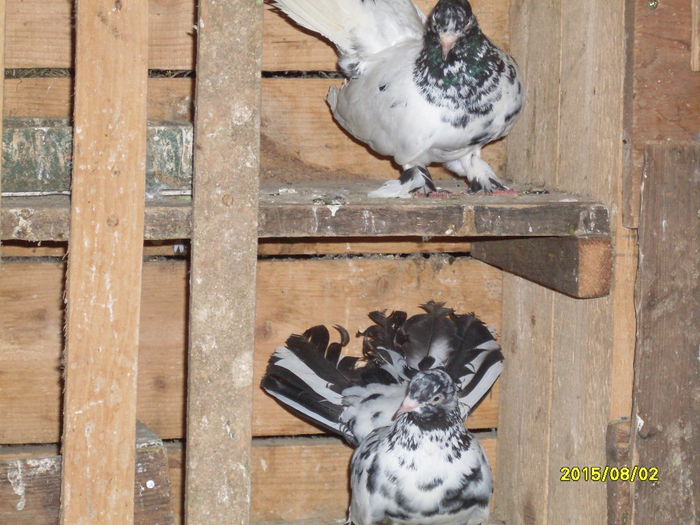 perechea 1 vanduti - Porumbei vanduti