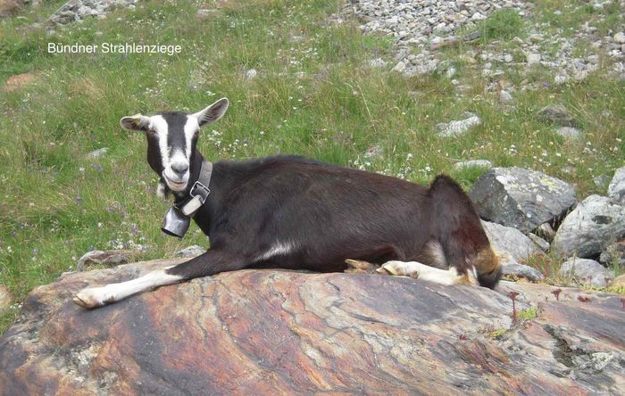 Alpina Britanica la rumegat - Rase de oi si capre -Poze deosebite-8
