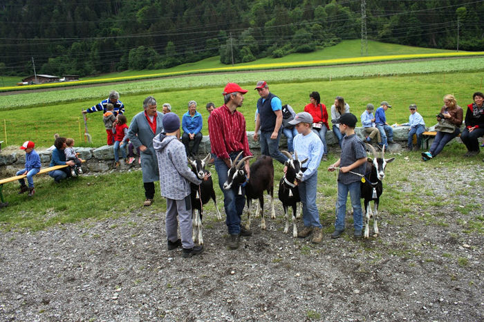 Alpine britanice deosebite-p76 - Rase de oi si capre -Poze deosebite-8