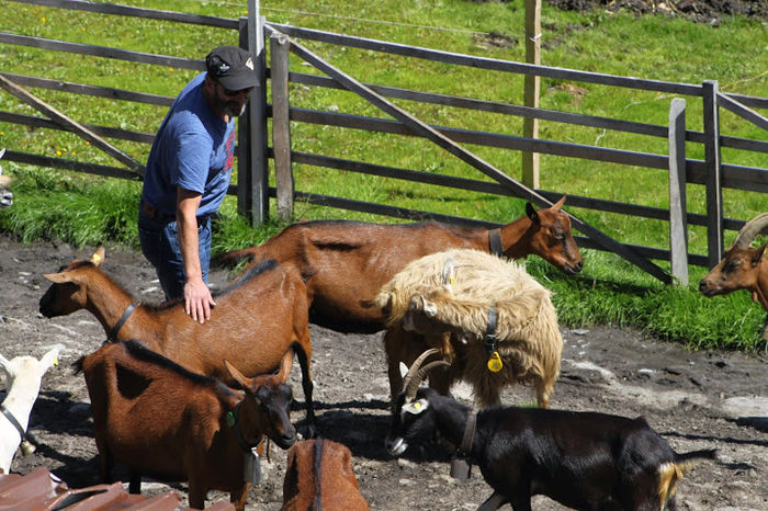 Alpine frumoase-kg76 - Rase de oi si capre -Poze deosebite-8