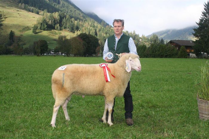 Berbec campion - Rase de oi si capre -Poze deosebite-8