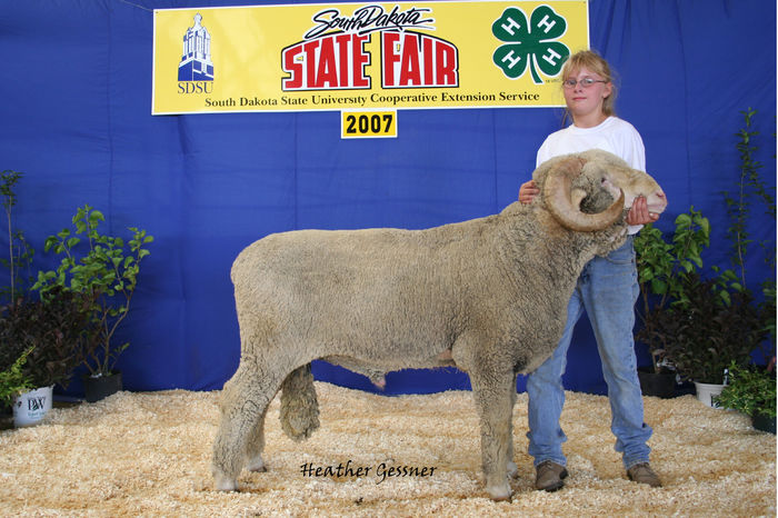Berbec Rambouillet la concurs - Rase de oi si capre -Poze deosebite-8