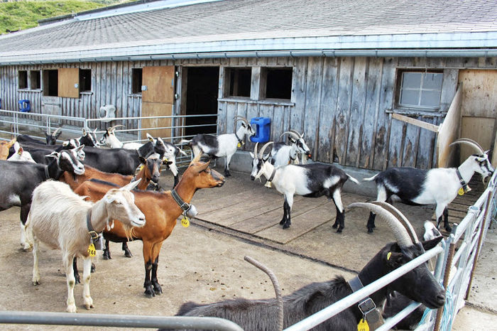 Capre frumoase de lapte - Rase de oi si capre -Poze deosebite-8