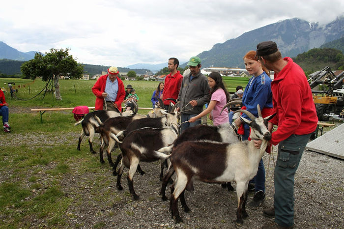 Capre Paun la concurs-6yh - Rase de oi si capre -Poze deosebite-8