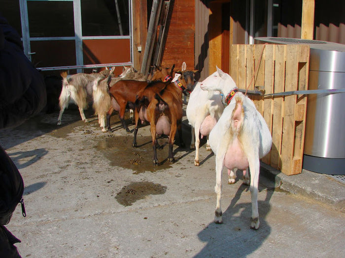 Caprite frumoase-34 - Rase de oi si capre -Poze deosebite-8