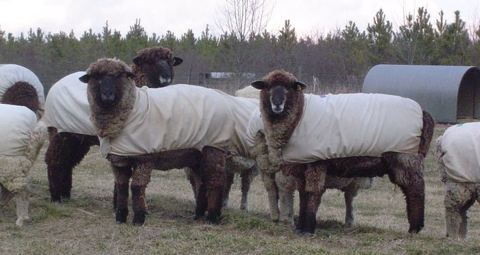 Corriedale Oi englezesti - Rase de oi si capre -Poze deosebite-8