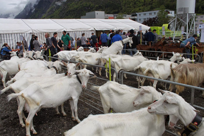 Deosebite-8x - Rase de oi si capre -Poze deosebite-8