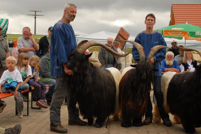 Deosebiti-4 - Rase de oi si capre -Poze deosebite-8