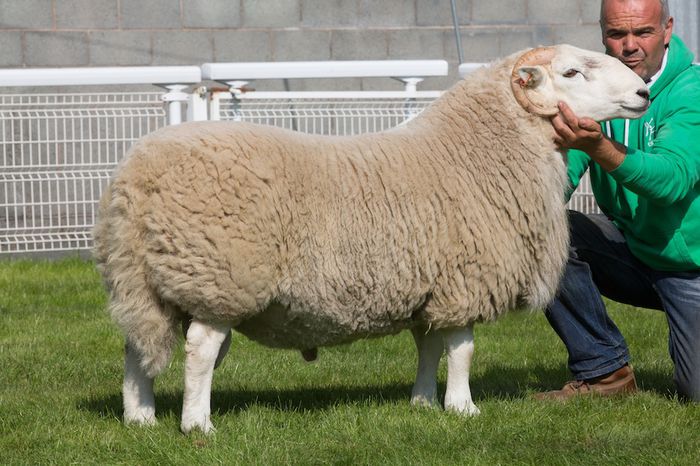 Frumusel berbecul-84