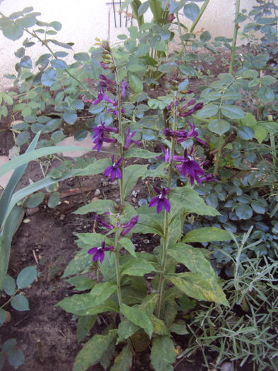 DSC03740