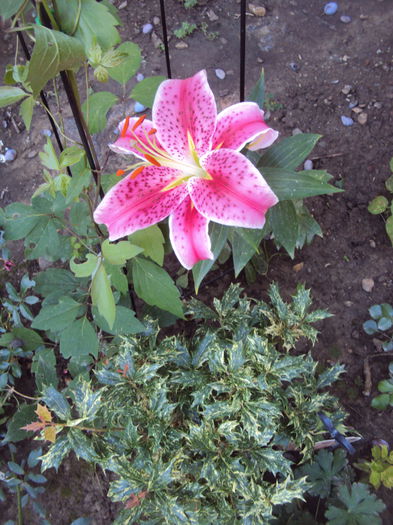 DSC03741