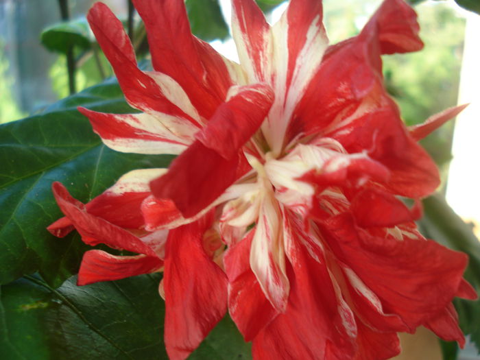 Baptistii - HIBISCUS 2015