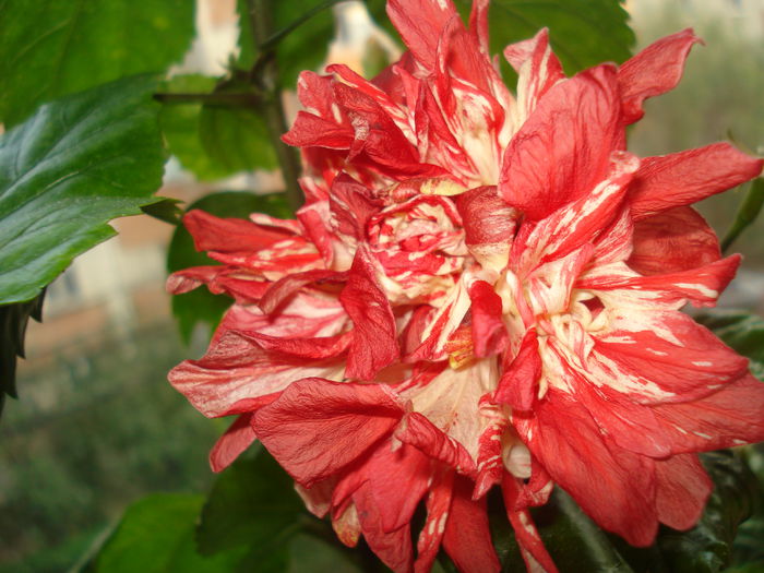  - HIBISCUS 2015