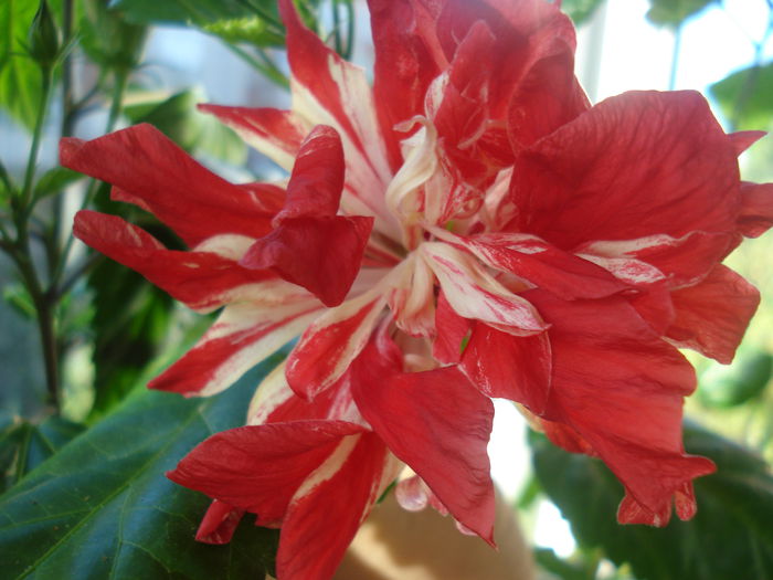  - Hibiscus Baptistii