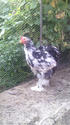 IMG_20150805_184426 - pui - tineret 2015