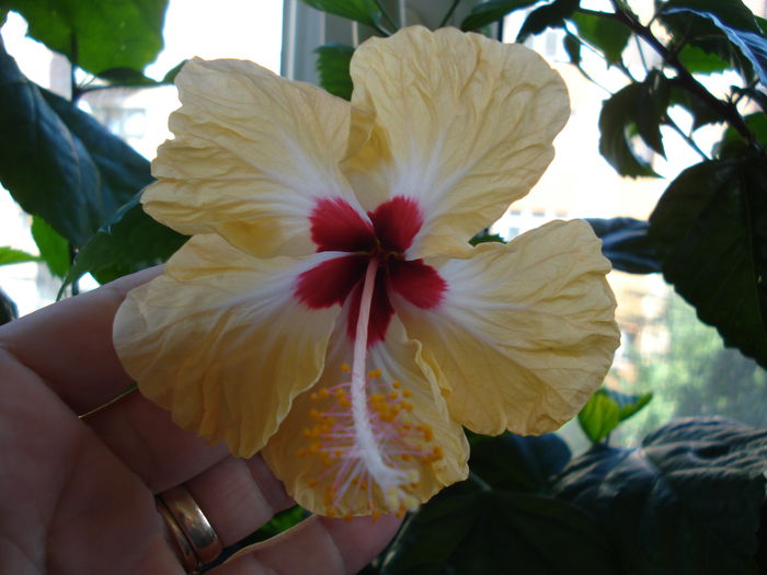 DSC02606 - Hibiscus Sylvia Goodman