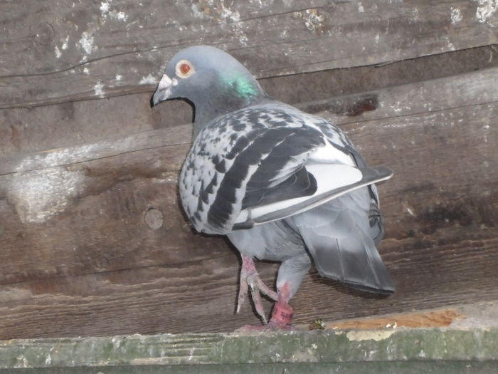 M 2013 -5 clasari; Primit cadou de la fostul propietar doar pentru ca are piciorul rupt!
