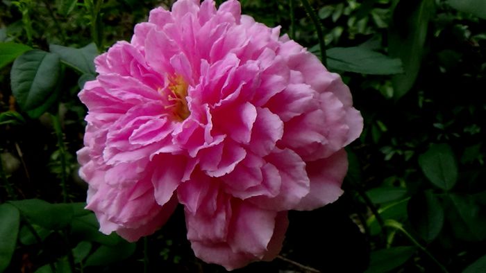 Harlow Carr - AZI IN GRADINA