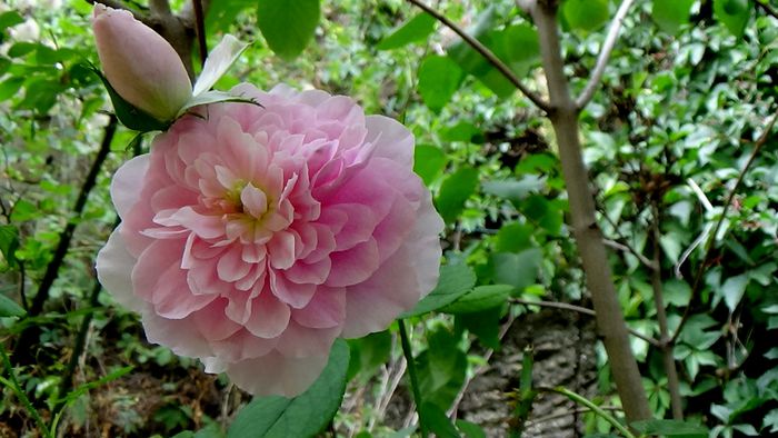 Harlow Carr - AZI IN GRADINA