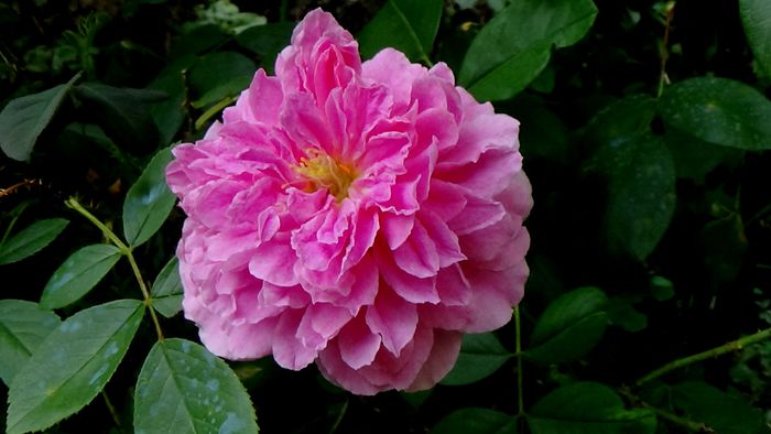 Harlow Carr - AZI IN GRADINA
