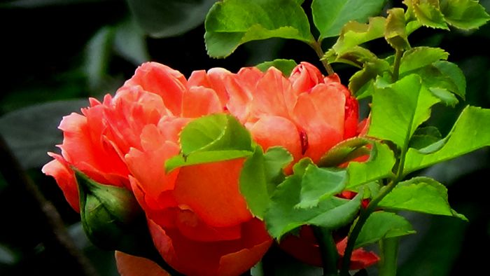 Summer Song; Curios! Si-a crescut niste lastari lungi si subtirei care, minune! sustin perfect florile! L-or fi inteleptit caldurile astea mari?
