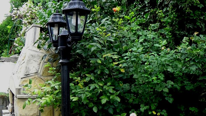 13 august 2015 (38); Curios! Si-a crescut niste lastari lungi si subtirei care, minune! sustin perfect florile! L-or fi inteleptit caldurile astea mari?
