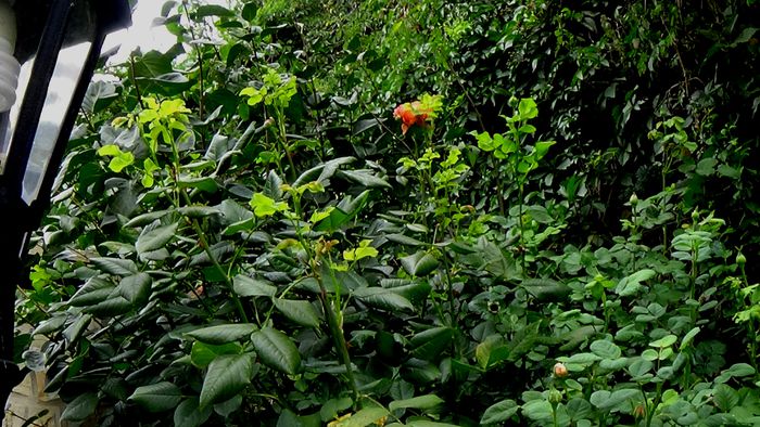 Summer Song; Curios! Si-a crescut niste lastari lungi si subtirei care, minune! sustin perfect florile! L-or fi inteleptit caldurile astea mari?
