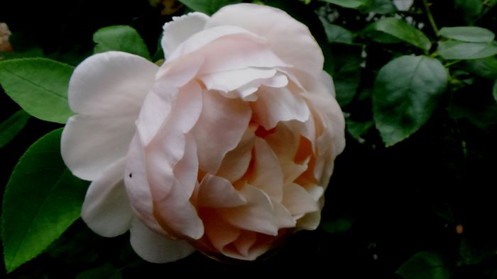 13 august 2015 (76) - AZI IN GRADINA